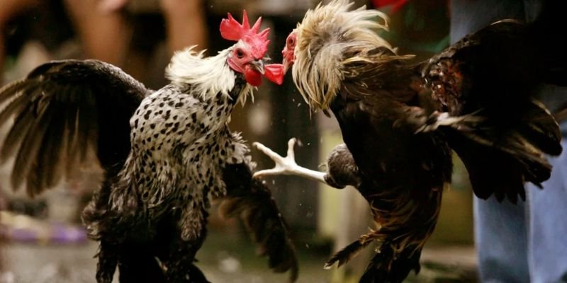 Nhận diện chiến kê dũng mãnh để thắng lợi